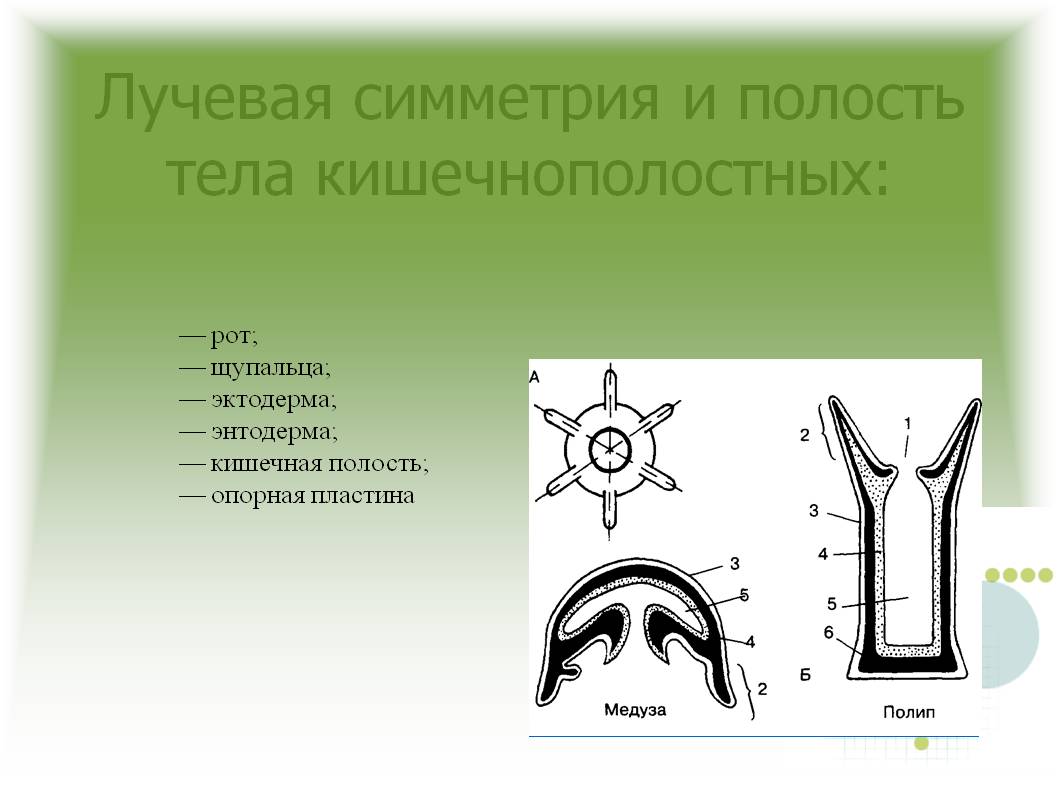 Mega darknet market зеркало рабочее